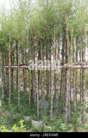Fishpole bamboo plant on farm for harvest are cash crops Stock Photo