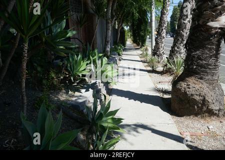 Los Angeles, California, USA 27th July 2023 Sidewalk and Trees on July 27, 2023 in Los Angeles, California, USA. Photo by Barry King/Alamy Stock Photo Stock Photo