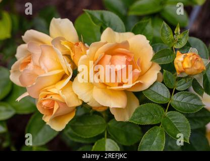 'Hansestadt Rostock, Tan04603, Queen Bee, Mythique, Always Remember, Elsbeth Meier' Floribunda Rose, Floribundaros (Rosa) Stock Photo