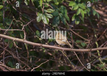 Common chiffchaff bird perched on a branch seen from behind with sunlight Stock Photo