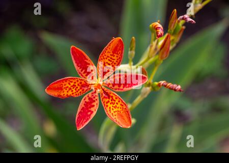 Full frame macro texture cutout view of beautiful orange color blackberry lilies (iris domestica) in bloom, with a dark defocused background Stock Photo