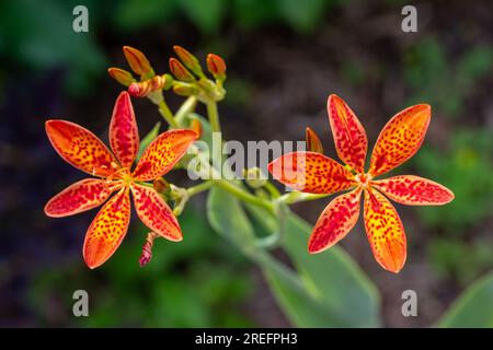 Full frame macro texture cutout view of beautiful orange color blackberry lilies (iris domestica) in bloom, with a dark defocused background Stock Photo