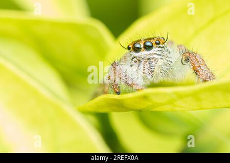 Close up a Jumping spider on green leaf, Selective focus, Macro photos Stock Photo