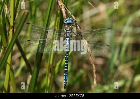 A rare male Southern Migrant Hawker Dragonfly, Aeshna affinis, perching on grass seeds in the UK. Stock Photo