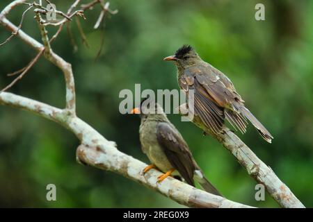 2 Seychelles endemic bulbul birds male and female on tree branches, Mahe Seychelles Stock Photo