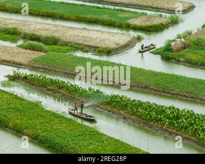 XINGHUA, CHINA - JULY 28, 2023 - Farmers water dragon taro in a field at Gaojiadang village, Duantian Street, Xinghua City, East China's Jiangsu Provi Stock Photo