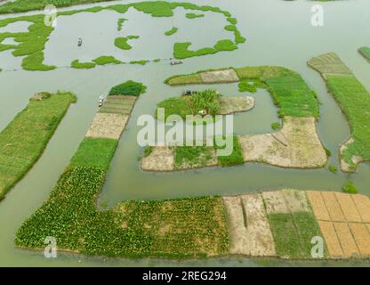 XINGHUA, CHINA - JULY 28, 2023 - Farmers take a boat to work on a dragon taro plantation in Xinghua city, Jiangsu province, China, July 28, 2023.The X Stock Photo