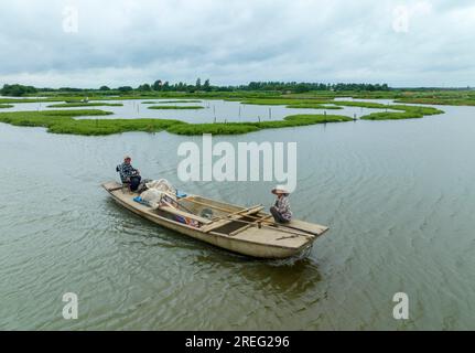 XINGHUA, CHINA - JULY 28, 2023 - Farmers take a boat to work on a dragon taro plantation in Xinghua city, Jiangsu province, China, July 28, 2023.The X Stock Photo