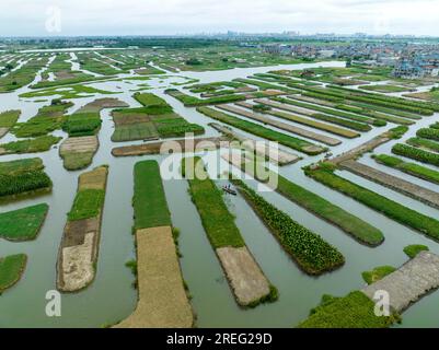 XINGHUA, CHINA - JULY 28, 2023 - Farmers water dragon taro in a field at Gaojiadang village, Duantian Street, Xinghua City, East China's Jiangsu Provi Stock Photo