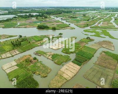 XINGHUA, CHINA - JULY 28, 2023 - Aerial photo shows a general view of the planting field of dragon taro in Xinghua, Jiangsu province, China, July 28, Stock Photo