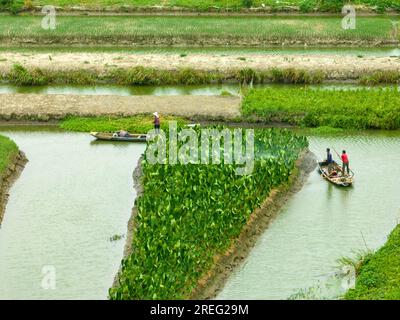 XINGHUA, CHINA - JULY 28, 2023 - Farmers water dragon taro in a field at Gaojiadang village, Duantian Street, Xinghua City, East China's Jiangsu Provi Stock Photo