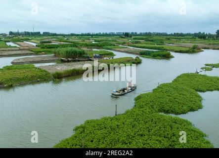 XINGHUA, CHINA - JULY 28, 2023 - Farmers take a boat to work on a dragon taro plantation in Xinghua city, Jiangsu province, China, July 28, 2023. The Stock Photo