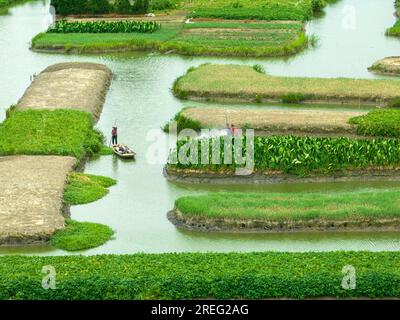 XINGHUA, CHINA - JULY 28, 2023 - Farmers water dragon taro in a field at Gaojiadang village, Duantian Street, Xinghua City, East China's Jiangsu Provi Stock Photo