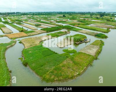 XINGHUA, CHINA - JULY 28, 2023 - Farmers take a boat to work on a dragon taro plantation in Xinghua city, Jiangsu province, China, July 28, 2023.The X Stock Photo