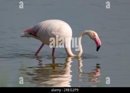 Flamingo on a cloudy day over the waters of El Hondo Natural Park Stock Photo