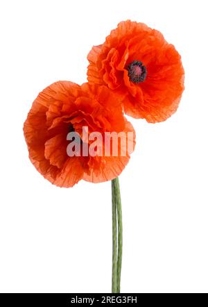 Two red Poppies isolated on white background. Stock Photo