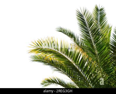 Palm leaves isolated on white background. Stock Photo