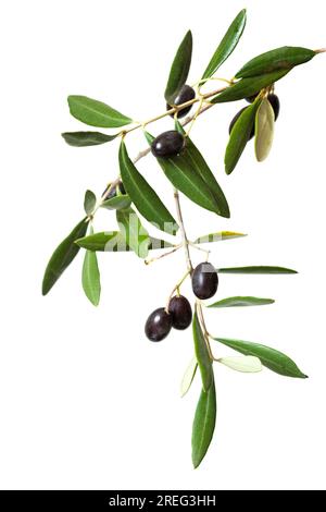 Olive branch with black olives and green leaves isolated on white background. Stock Photo