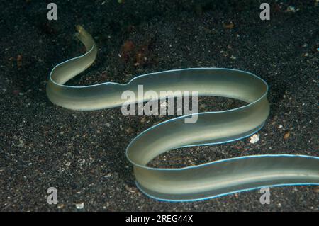 White Ribbon Eel, Pseudechidna brummeri, freeswimming over sand, Tanjung Slope dive site, Lembeh Straits, Sulawesi, Indonesia Stock Photo