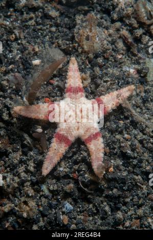 Common Sea Star, Archaster typicus, night dive, Retak Larry dive site, Lembeh Straits, Sulawesi, Indonesia Stock Photo