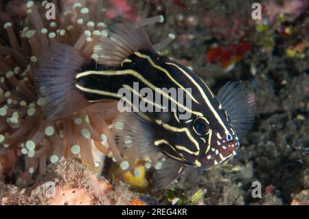 Six-lined Soapfish, Grammistes sexlineatus), TK1 dive site, Lembeh Straits, Sulawesi, Indonesia Stock Photo