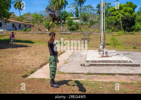 An officer from the Panama police force is feeding a common blackhawk with meat in Coiba Island National Park, Veraguas province, Repubublic of Panama Stock Photo