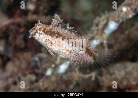 Highfin Fangblenny, Petroscirtes mitratus, Air Bajo dive site, Lembeh Straits, Sulawesi, Indonesia Stock Photo