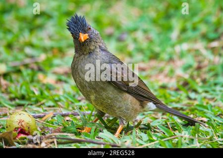 Seychelles endemic bulbul bird eating guava on the ground, Mahe Seychelles Stock Photo