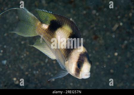 Black-banded Damselfish, Amblypomacentrus breviceps, TK3 dive site, Lembeh Straits, Sulawesi, Indonesia Stock Photo
