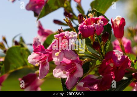 Colorful Weigela praecox Bouquet Rose flowers with a five-lobed petals, close up. Weigela is deciduous, ornamental and flowering shrub, popular garden Stock Photo
