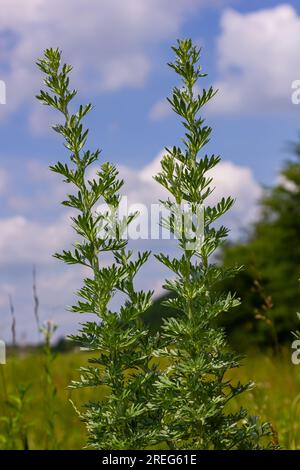 Silver green Wormwood leaves background. Artemisia absinthium, absinthe wormwood plant in herbal kitchen garden, close up, macro. Stock Photo