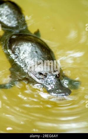 Platypus, Ornithorhynchus anatinus, Duck-billed Platypus, Petersens Creek, Yungaburra, Australia. Stock Photo