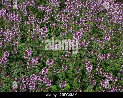 The deep pink flowers and shiny green foliages of Thymus pulegioides the broad leaved thyme Stock Photo