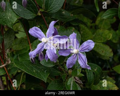 A close of a pair of  pale blue flowers of the semi herbaceous clematis 'Arabella' Stock Photo