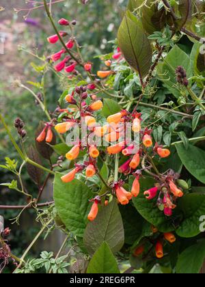 The orange tube like flowers of the climber Eccremocarpus scaber the Chilean glory flower Stock Photo