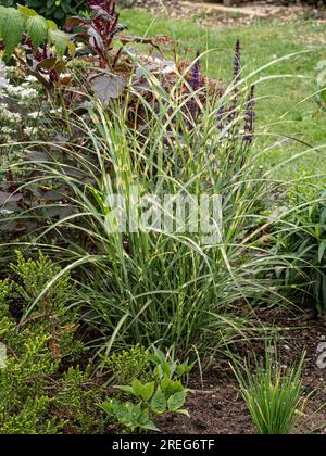 A clump of white striped foliage of Miscanthus sinensis 'Little Zebra' growing in a border with small shrubs and perennials Stock Photo