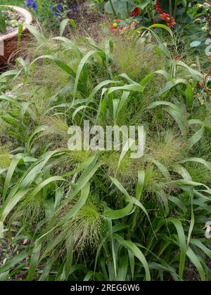 The airy delicate flower heads and lush green leaves of the grass Panicum elegans 'Spinkles' Stock Photo