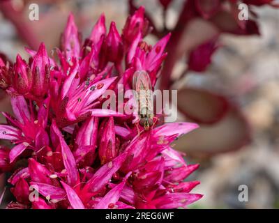 A hoverfly feeding on the starry pink flowers of Sedum spurium 'Purpureum' Stock Photo