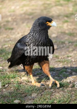 Striated Caracara on display at the Cotswold Falconry Centre in Batsford, Moreton-in-Marsh, Gloucestershire, England, UK, March 18, 2022 Stock Photo