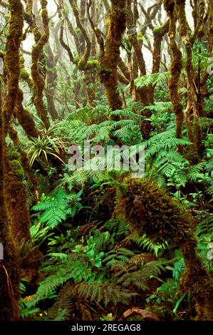 The lush green rainforest at Kamakou preserve on Molokai, managed by The Nature Conservancy, is the home for many native Hawaiian plant and animal spe Stock Photo