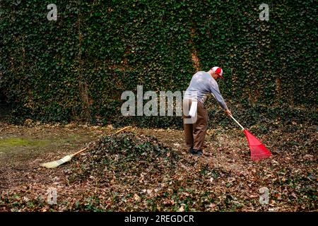 Long view of elderly man raking leaves in front of  ivy-covered wall Stock Photo