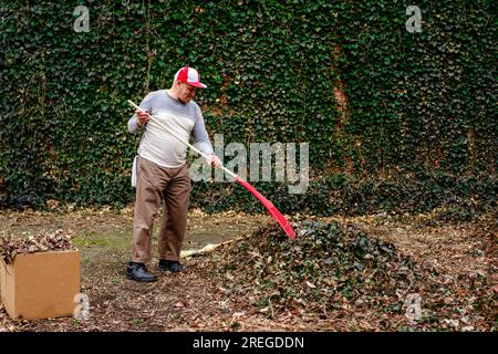 A senior man with rag in his pocket rakes a pile of leave Stock Photo