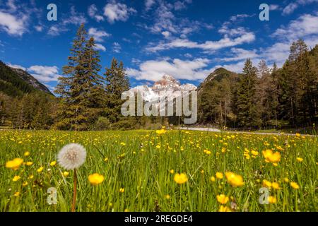 Wild flowers with Croda Rossa in background, Sesto Dolomites, Italy Stock Photo
