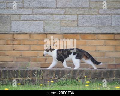 Sheerness, Kent, UK. 28th July, 2023. UK Weather: an overcast sky with some sunny spells in Sheerness, Kent. Pic: a domestic cat seen with a mouse(?) in its mouth.   Credit: James Bell/Alamy Live News Stock Photo