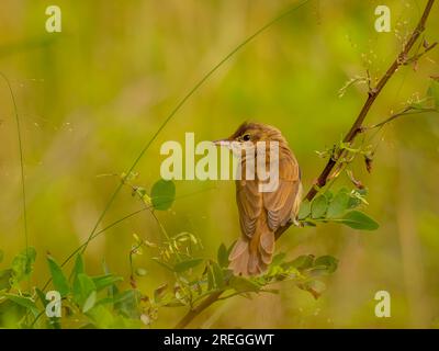 Great Reed Warbler on a tree branch, with a green background. Stock Photo