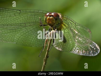 Dragonfly on a branch very close photo. Stock Photo