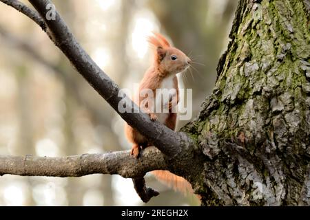 Red squirrel on a tree. Stock Photo