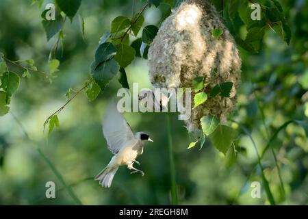 Eurasian penduline title in flight to nest. Stock Photo
