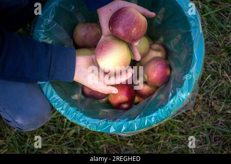 Close up view of hands holding apples. Stock Photo