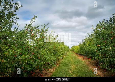 Horizontal view of apple orchard on cloudy fall day. Stock Photo